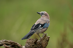 Jay 903_4569.jpg