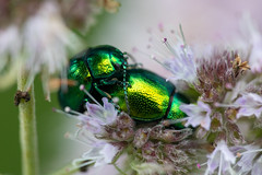 Leaf beetle sex @ Slovakia 2024