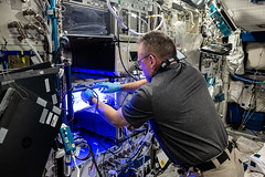 NASA astronaut Butch Wilmore installs a light meter inside the Veggie space botany