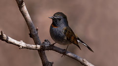 A Rufous Gorgeted Flycatcher eying suspiciously