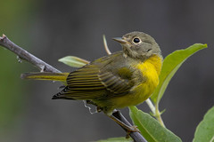 Nashville Warbler