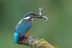 Kingfisher