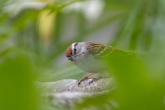 Chipping Sparrow - Bruant familier