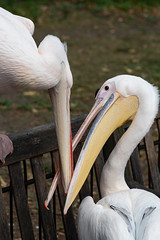 Feathered Friends