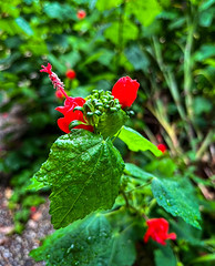 Turk's Cap I