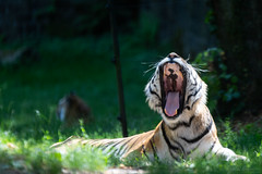 Amur tiger