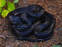 Western Ratsnake (Pantherophis obsoletus)