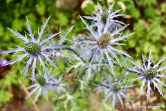 Queen of the Alps or Alpine sea holly, UBC Campus, Vancouver, Canada - Rainha-dos-Alpes nos Jardins do Campus da Universidade da Columbia Britânica, UBC, Vancouver, Canadá