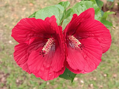 Hibiscus