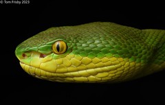 Trimeresurus albolabris (White-lipped Pit Viper) ♀