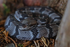 Timber Rattlesnake (Crotalus horridus)