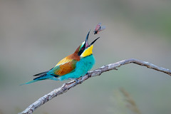 European bee-eater