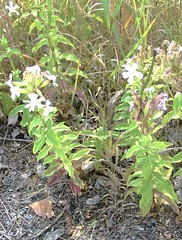 The Botany of Illinois Beach, Part 13: The Aliens Have Landed; Northern Nature Preserve, Illinois Beach State Park, Illinois, USA