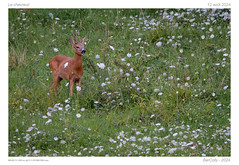 Le chevreuil | Deer