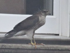 Sparrow Hawk - 24 August 2024, Leith