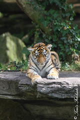 Sibirischer Tiger (Panthera tigris altaica) - Tochka & Timur