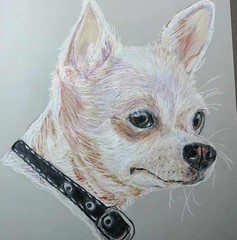 Chihuahua Colored Pencil on Drafting Film. ❤️