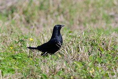 Chopi Blackbird, Carouge chopi (Gnorimopsar chopi) - Posadas, Misiones Province, ARGENTINA © 58280154@N07 Flickr