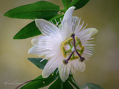 Passion Flower!