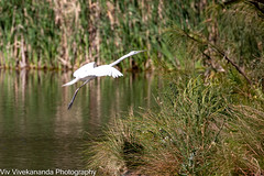 On a sunny spring morning, graceful Eastern great Egret prepares for landing as it approaches its nesting area at the wetland. The species is protected in Australia.