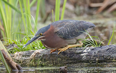 Héron vert / Green Heron / (Butorides virescens) Explore 2024-09-05