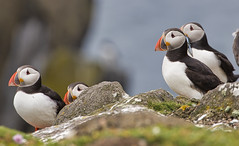 Puffins.