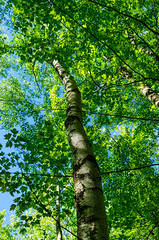 Paper Birch (Betula papyrifera)