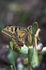 Machaon