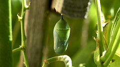 Monarch Butterfly Chrysalis