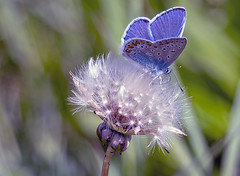 The blue one on a dandelion