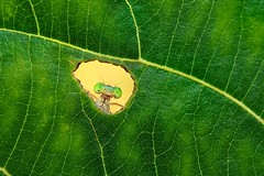 Peeking through nature's window