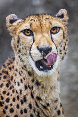 Mother cheetah showing her tongue