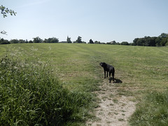 Dog in a field towards St John the Baptist's church, Aldford