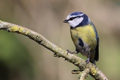 Blue tit