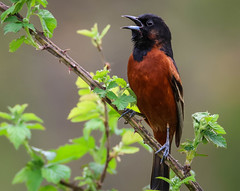 A small colorful oriole   ...Orchard Oriole Hughes Hollow Maryland_0124