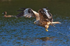 The red kite and the duck