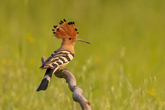 UPUPA - HOOPOE