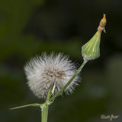 Fleur fanée