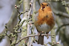 European Robin