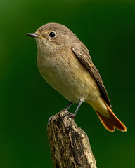 Gartenrotschwanz / Redstart