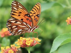 Gulf Fritillary on Lantana