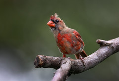 Teen Cardinal