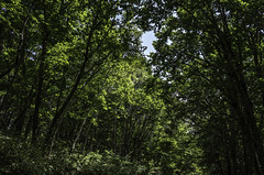 Deciduous broadleaf forest on the slope of Ogumayama