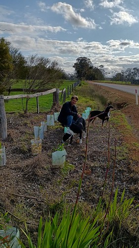 2024 Revegetation Work - Red Moon Sanctuary, Redmond, Western Australia