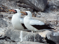 nazca booby pair