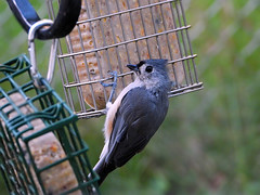 Grey Tufted Tit-Mouse