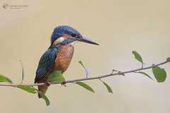 Kingfisher - juv male