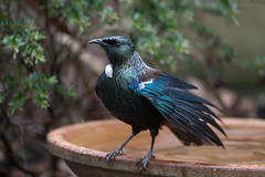 Tui Bath II