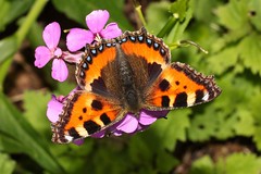 Aglais urticae