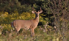 Shedding Velvet